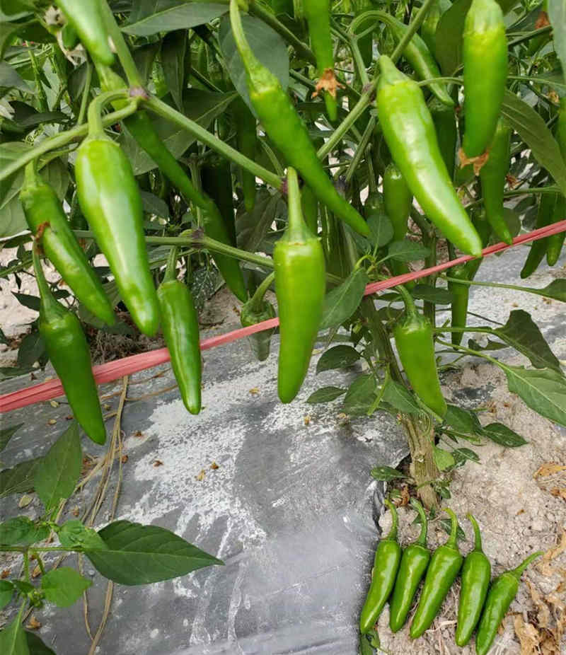 F1 Hot Pepper Seeds-FP13