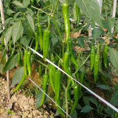 F1 Hot Pepper Seeds-Fresh Hot No.6