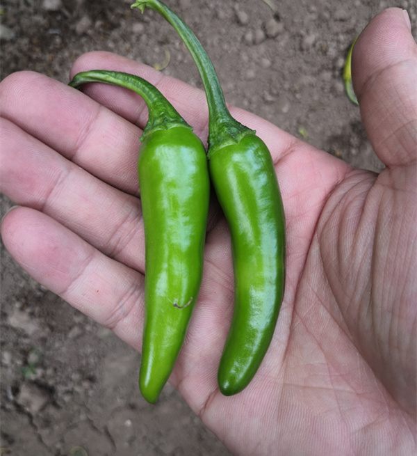 F1 Hot Pepper Seeds-FP026