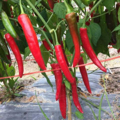 F1 Hot Pepper Seeds-Fresh Hot No.6