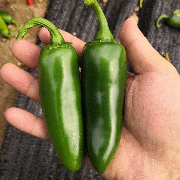 F1 Hot Pepper Seeds-Bullet