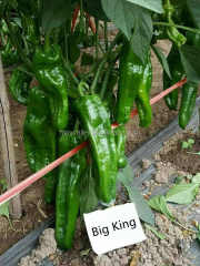 F1 Hot Pepper Seeds-Big King