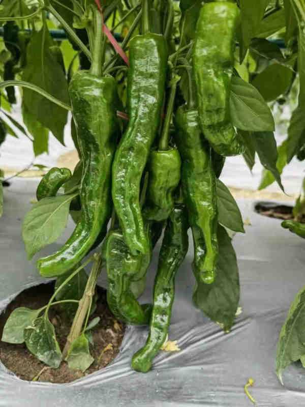 F1 Hot Pepper Seeds-Fortune 402