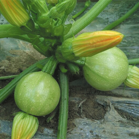 F1 Green Peel Squash seeds- Green Pearl