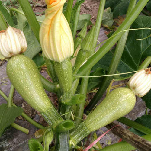 F1 Green Peel Squash seeds- Green Jade No.6