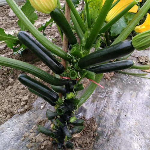 F1 Green Peel Squash seeds- Dark Jade