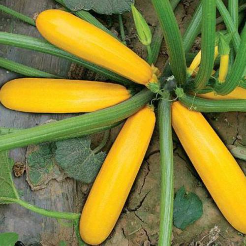 F1 Green Peel Squash seeds- Gold Jade