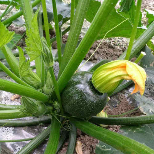 F1 Green Peel Squash seeds- Black Pearl