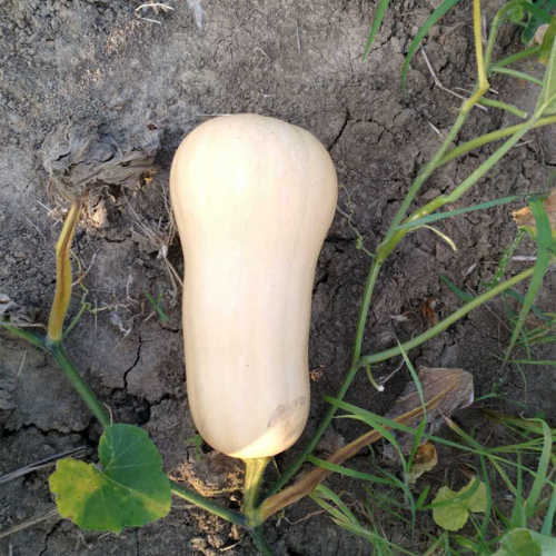 F1 Pumpkin Seeds- Milk Honey No.2