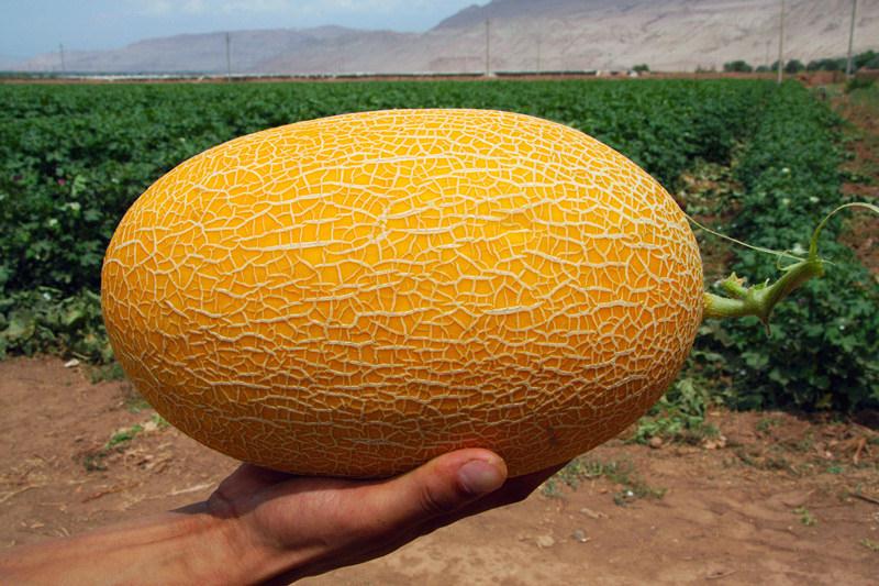 F1 Cantaloupe Sweet Musk Melon Hami Melon Seeds For Growing