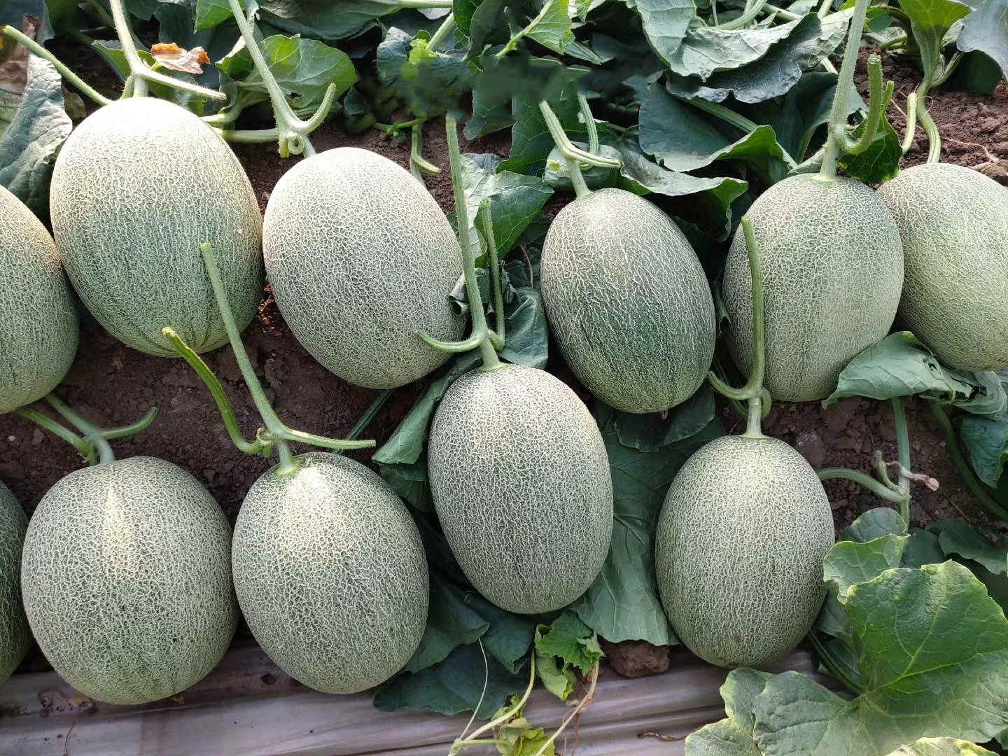 F1 Hami Sweet Musk Melon SeedsGreen Honey King No.1