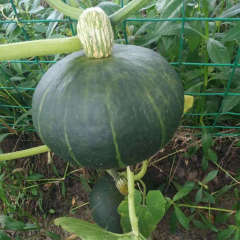 F1 Pumpkin Seeds- Early Honey No.1