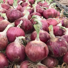 F1 Onion seeds- OFP005