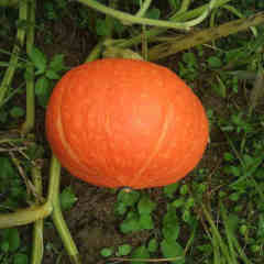 F1 Pumpkin Seeds- Early Honey No.2