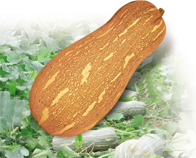 F1 Pumpkin Seeds- Early Honey