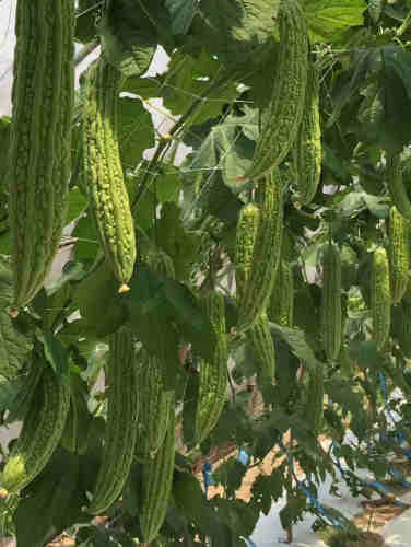 F1 Bitter Gourd Seeds - Green No.8