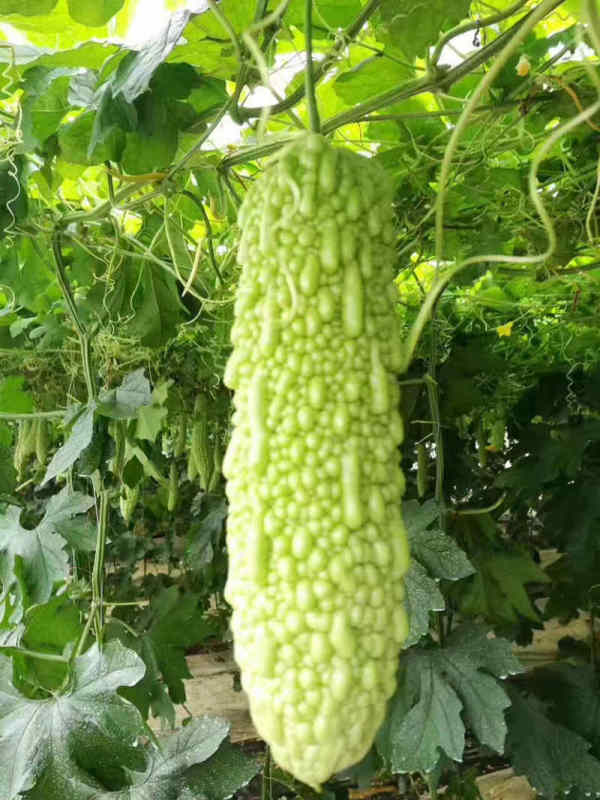 F1 Bitter Gourd Seeds -Legend