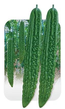 F1 Bitter Gourd Seeds - Four Season