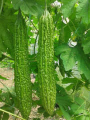 F1 Bitter Gourd Seeds - Beautiful Green