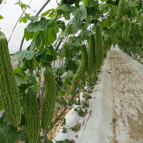 F1 Bitter Gourd Seeds - Green No.5