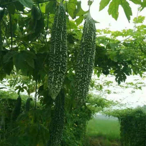 F1 Bitter Gourd Seeds - Black No.9