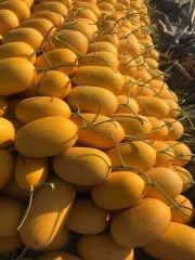F1 Hami Melon Seeds-Yellow Honey No.1