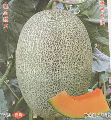 F1 Hami Melon Seeds-Green Honey King No.2