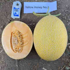 Sweet Hami Melon Seeds-Yellow Honey No.2