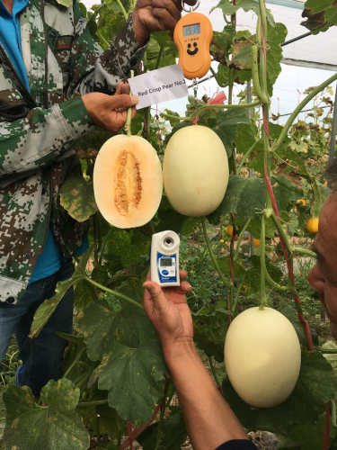 F1 White Peel Orange Flesh Sweet Melon Seeds-Red Crisp Pear No.1