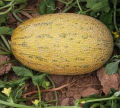 F1 Hami Melon Seeds-Yellow Leopard No.1
