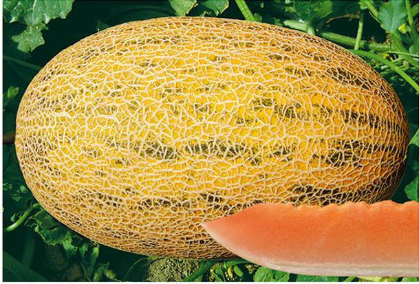 F1 Hami Melon Seeds-Yellow Leopard No.1