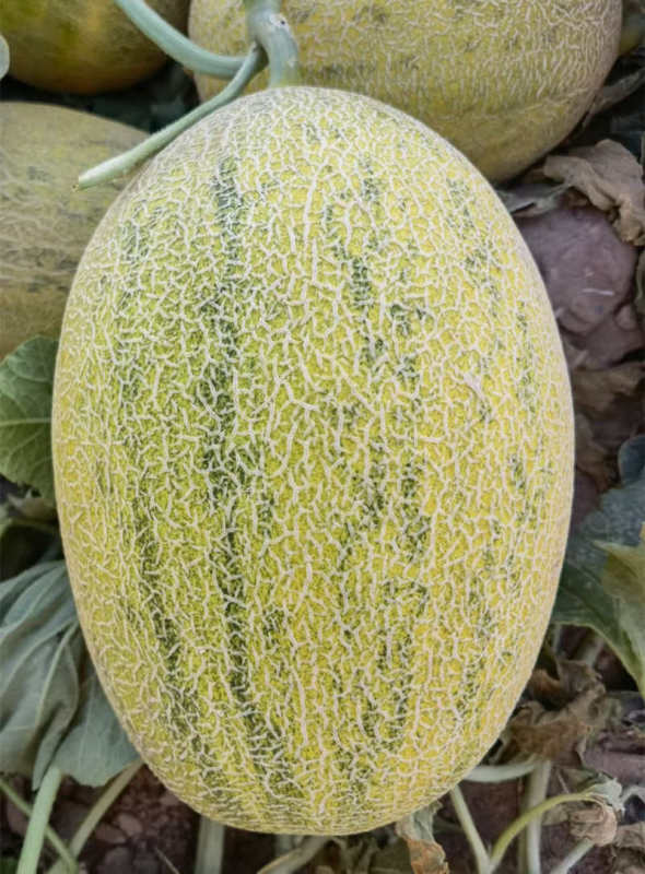 F1 Hami Melon Seeds-Yellow Crisp Lady