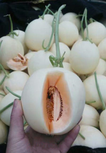 F1 White Peel Orange Flesh Sweet Melon Seeds-Red Jewelry