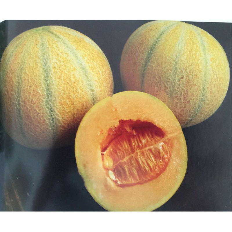 F1 Muskmelon Cantaloupe Sweet Melon Seeds-Hot Melon
