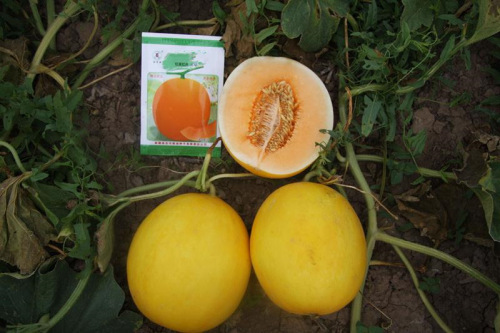 F1 Orange Flesh Melon Seeds-Red Diamond