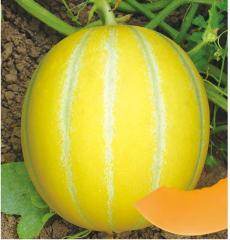 F1 Cantalope Hami Melon Seeds-Golden Fortune Baby