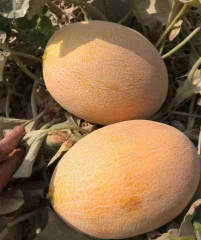 F1 Melon Seeds-Fairy Fragrance No.6