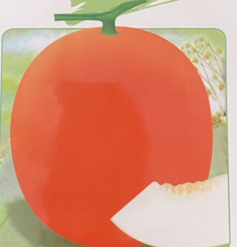 F1 White Flesh Sweet Melon Seeds-Golden Jade