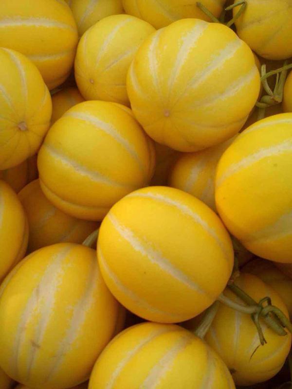 F1 Cantalope Hami Melon Seeds-Golden Fortune Baby