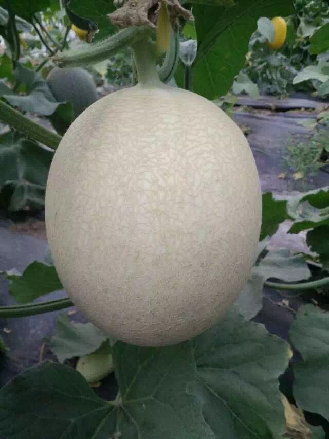 F1 Green Flesh Sweet melon for growing-Silver handsome