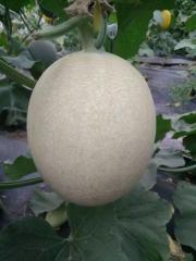 F1 Green Flesh Sweet melon for growing-Silver handsome