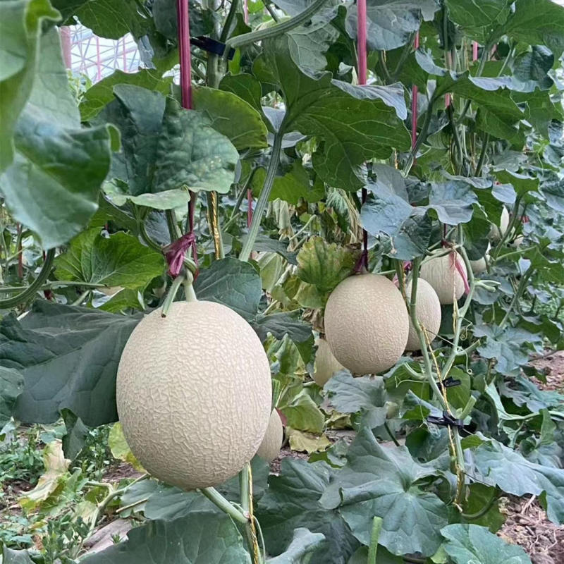 F1 Green Flesh Sweet melon for growing-Silver handsome