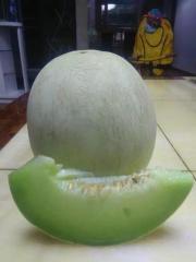 F1 Green Flesh Sweet melon for growing-Silver handsome