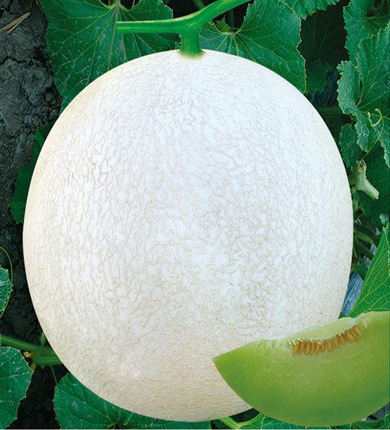 F1 Green Flesh Sweet melon for growing-Silver handsome