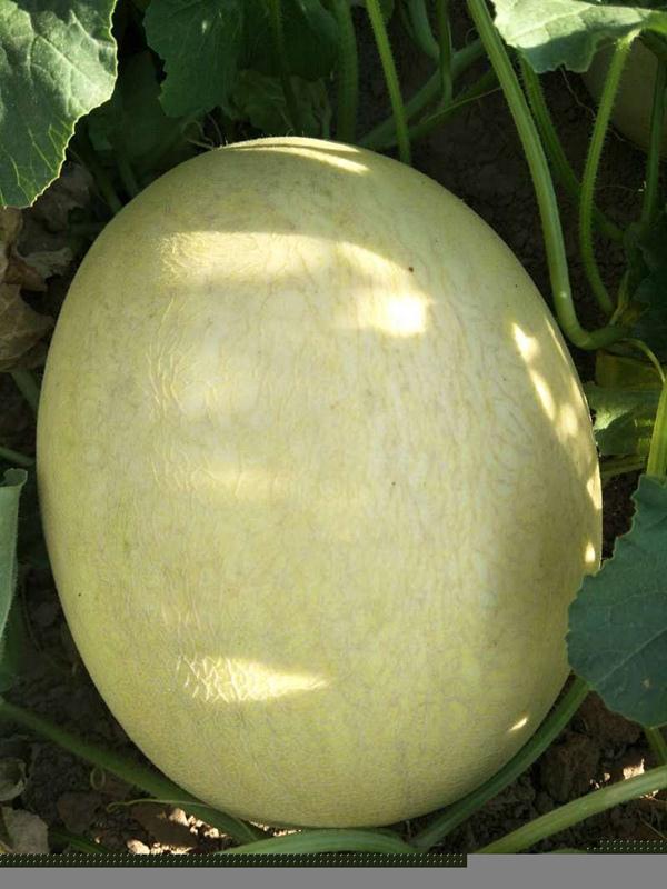 F1 Green Flesh Sweet melon for growing-Silver handsome