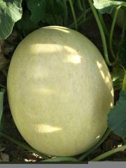 F1 Green Flesh Sweet melon for growing-Silver handsome