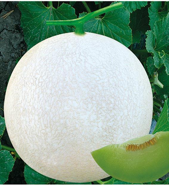 Bulk F1 White Net Peel Green Flesh Sweet Melon Seeds For Growing-White Honey Net
