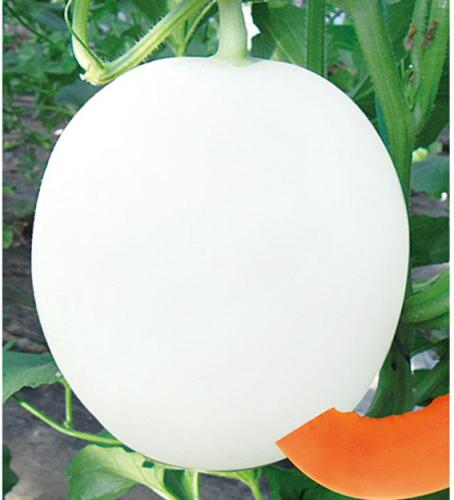 F1 Sweet Melon Seeds-Big Silver Diamond