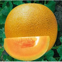 F1 yellow peel orange flesh musk melon seeds Cantaloupe seeds for growing-Super Early Honey