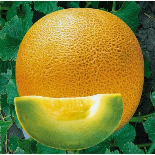 F1 yellow peel green flesh round musk melon seeds Cantaloupe seeds for growing-Early Honey